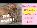 DON T take Small Kittens to Shelter - Here s Why