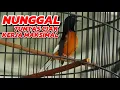 Download Lagu DI RAWAT NUNGGAL SAJA‼️TUNTAS CIAK DAN MAIN LEBIH TOP PERFOM