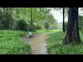 Heavy Rain in Dawn Redwood Forest | Relaxing Nature Sounds for Sleep# Relax # White noise # ASMR