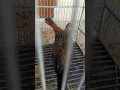 INILAH PERBEDAAN Ayam Hutan Jawa jantan dan Ayam Hutan Jawa betina umur 3 bulan