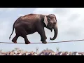 TEN WALLS. Walking with Elephants (Digital Art Electronic Music Video)