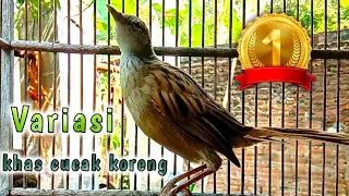 varian khas cica koreng sangat manjur untuk masteran dan pancingan bunyi 