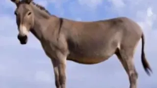 الشاعر عبدالله ودادريس بدل البعير بالحمير 