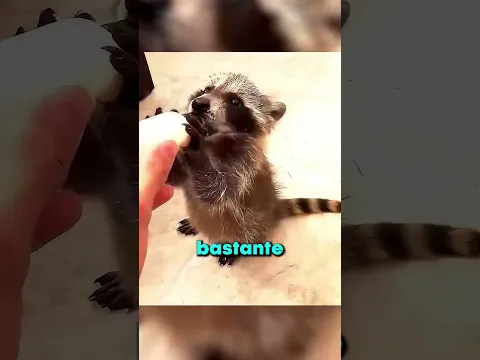 Este Mapache Encontró Un Nuevo Hogar 😍🐧