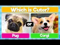 Pick the Cutest Dog Which Dog is Cuter