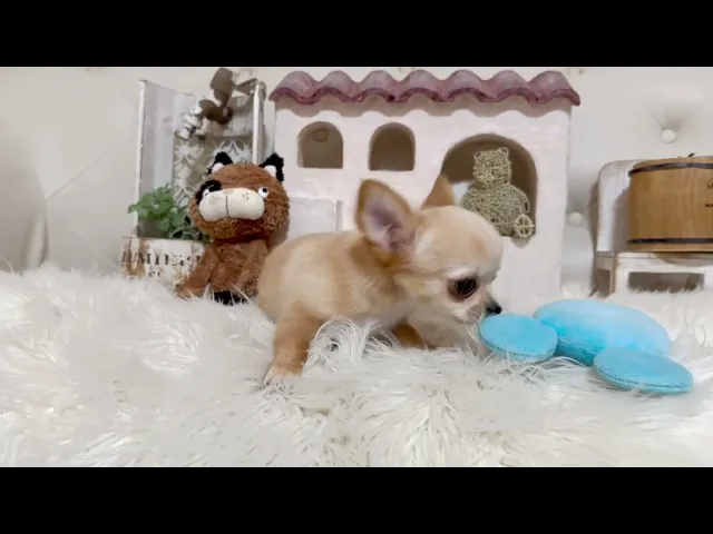 動画