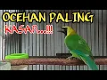 Lagu cucak ranting gacor suara kasar paling ampuh untuk pancingan cucak ranting bahan