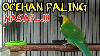 cucak ranting gacor suara kasar paling ampuh untuk pancingan cucak ranting bahan