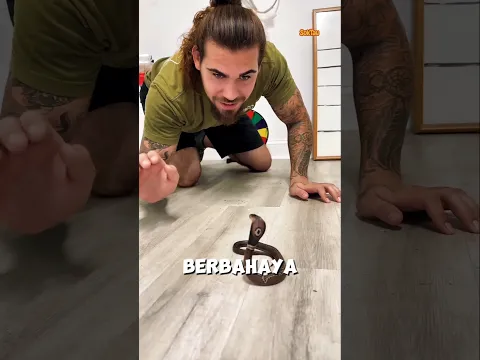 Bayi kobra lebih berbahaya