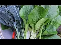 Download Lagu Banyak sayur di raised bed! Yuk panen! Mulai tanam stek kale.