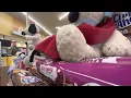 Snoopys going crazy at vons 2
