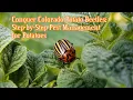 Conquer Colorado Potato Beetles Step by Step Pest Management for Potatoes