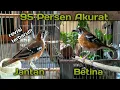 Lagu Ciri Anis Cendana Jantan dan Betina (Akurat Terbaru)