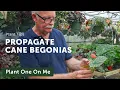 Download Lagu PROPAGATE A CANE BEGONIA Like a PRO— Ep. 291