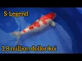 1 8 million dollor Koi - Legend most expensive koi fish