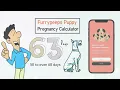 Furrypeeps pregnancy calculator explained