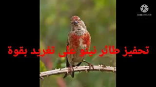 تحفيز طائر التفاحي على تغريد 2022 