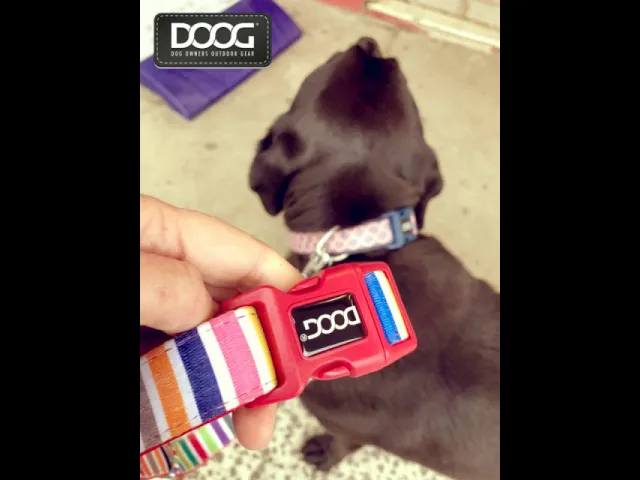 DOOG Neosport Clip-It Neoprene Dog Lead