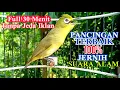 Download Lagu PANCINGAN KECIAL KUNING TERBAIK 💯 JERNIH SUARA ALAM || Berkicau Creator