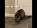 When the catnip hits pt. 2