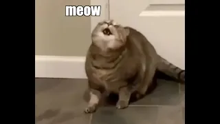 When The Catnip Hits Pt 2  When The Catnip Hits Pt 2