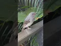 Download Lagu This is why this bird’s named Screaming Piha!