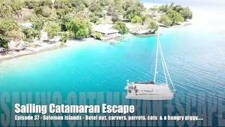 Episode 37   Solomon Islands- betel nut, carvers.parrots, cats and a hungry piggy.