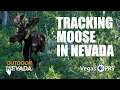 Tracking Nevada s Newest Large Mammals Moose Outdoor Nevada