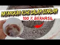 Lagu Tanpa Fermentasi !! KoHe Mentah Jadi Pupuk JOS GANDOS hanya dalam Semalam‼️😲