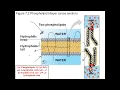Chapter 8 7 - cell membrane structure and function part1