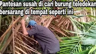 Download Pantesan susah di cari burung tledekan bersarang di tempat seperti ini MP3