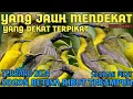 Download Lagu SUARA PIKAT SOGON BETINA RIBUT PALING AMPUH MENGUNDANG SOGON APAPUN MENDEKAT TERBUKTI AMPUH