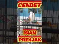 Download Lagu CENDET GACOR ISIAN PRENJAK || SPEK KICAU \u0026 ANGGUNGAN