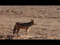 Black-backed Jackal call/sound