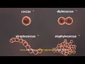 Download Lagu Bacterial Shapes Explained: Cocci, Bacilli \u0026 Spirilla _ Biology Basics