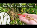 How to Identify and Cure Box Blight Fungus Boxwood Blight