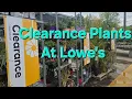 Clearance Plants At Lowe s Garden Center In Early May Perennials Annuals And Trees 8a