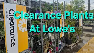 Clearance Plants At Lowe s Garden Center In Early May Perennials Annuals And Trees 8a