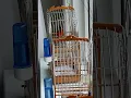 Download Lagu red siskin x canary - kapoetsensijs F1
