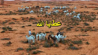 البل عطايا الله دندنها