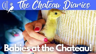 saving our unexpected new peachicks a nocturnal panic at the chateau 