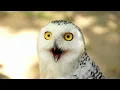 What Does It Mean When You See A White Owl - LIQUIDS SOLIDS SPIRIT