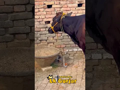 Pados wali aunty aur gaay 😳🐄
