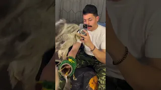 صقر نيره صقر شاهين صقر وكري صقر شرياص دندنها