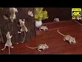 Download Lagu Cat TV Games: CATS Gone Wild Watching Mice Hide \u0026 Seek on Screen 4k 60fps