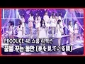 produce48 쇼룸 반응 - 꿈을 꾸는 동안 (夢を見ている間)