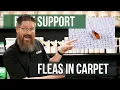What s the Best Way to Treat Fleas in Carpet Pest Support