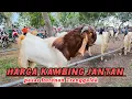 Download Lagu UPDATE HARGA KAMBING PASAR DURENAN TRENGGALEK HARI INI  KAMIS PON 18.9.2025