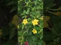 Download Lagu 4 o'clock flowers|#shortvideo #gardening #ytshorts #trending #viralvideo #explore