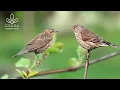 Lagu Gentle Birdsong | Tranquil Nature Sounds for Focus, Healing \u0026 Inner Peace | 11 Hours Sleep Well